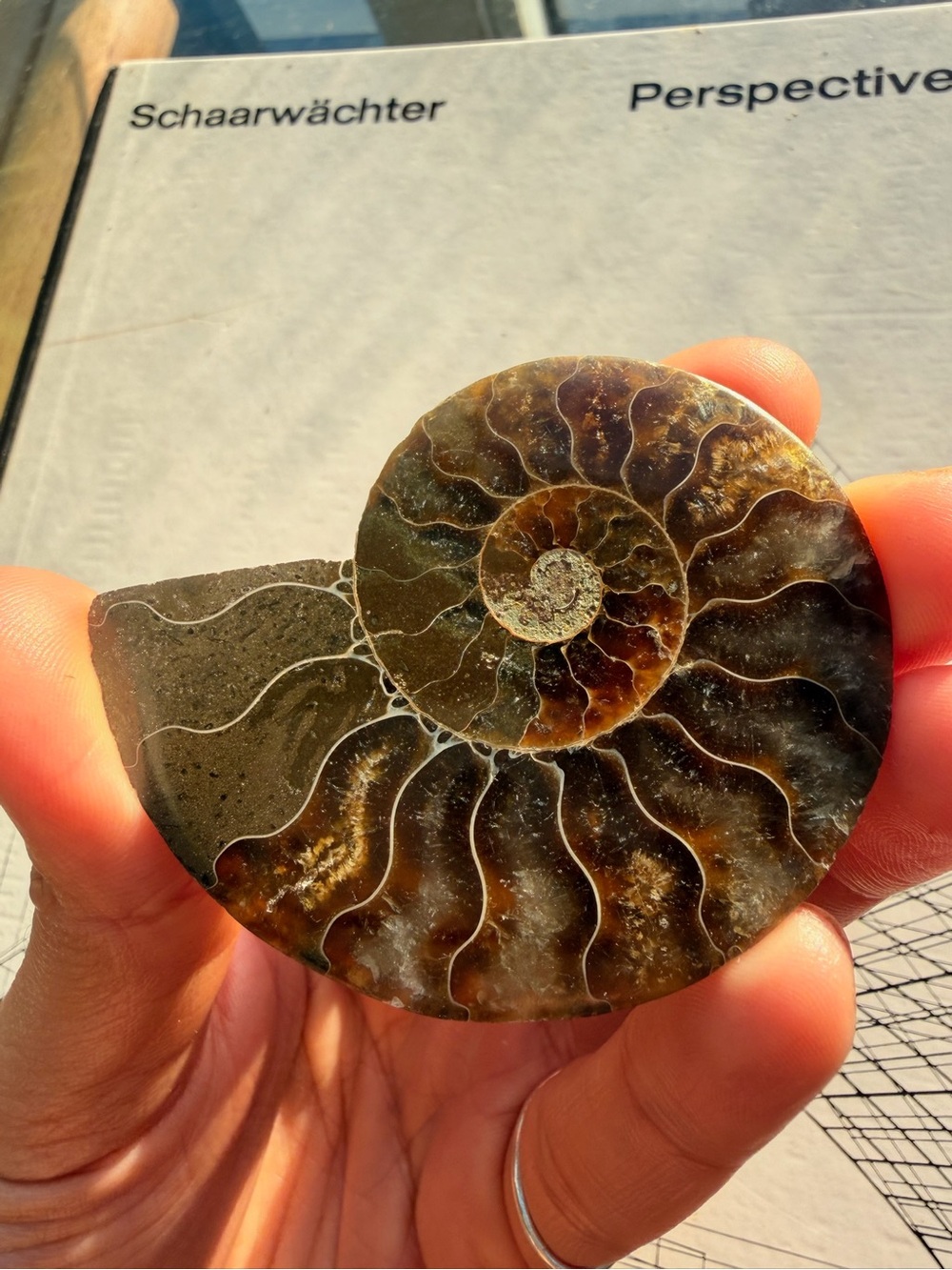 Polished Ammonite Fossil | Dark Brown Crystal Fossil | 2.5”